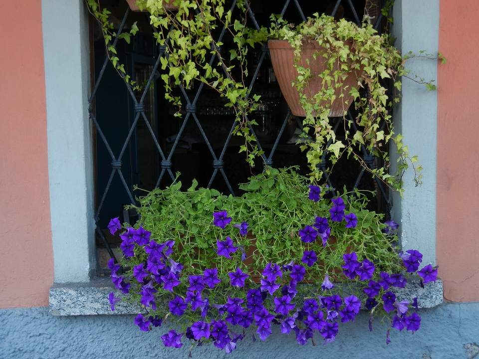 Window sunny plant