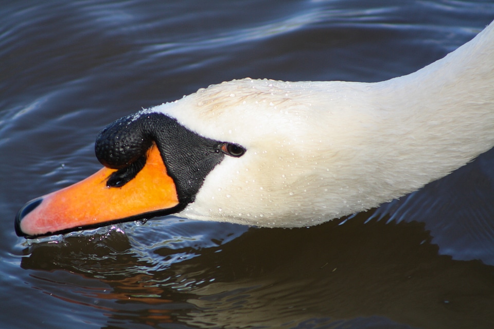 Swan taking a drink