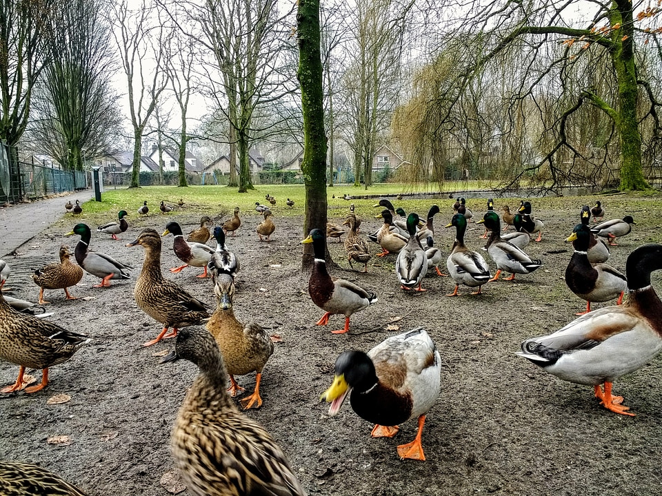 Group of ducks in the park