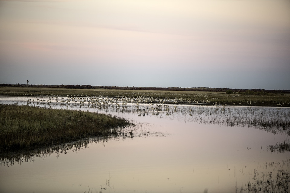 Large Groups of Cranes standing in the Wetlands at dusk at Crex meadows