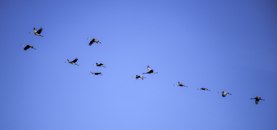 Group of Cranes flying in formation at Crex meadows