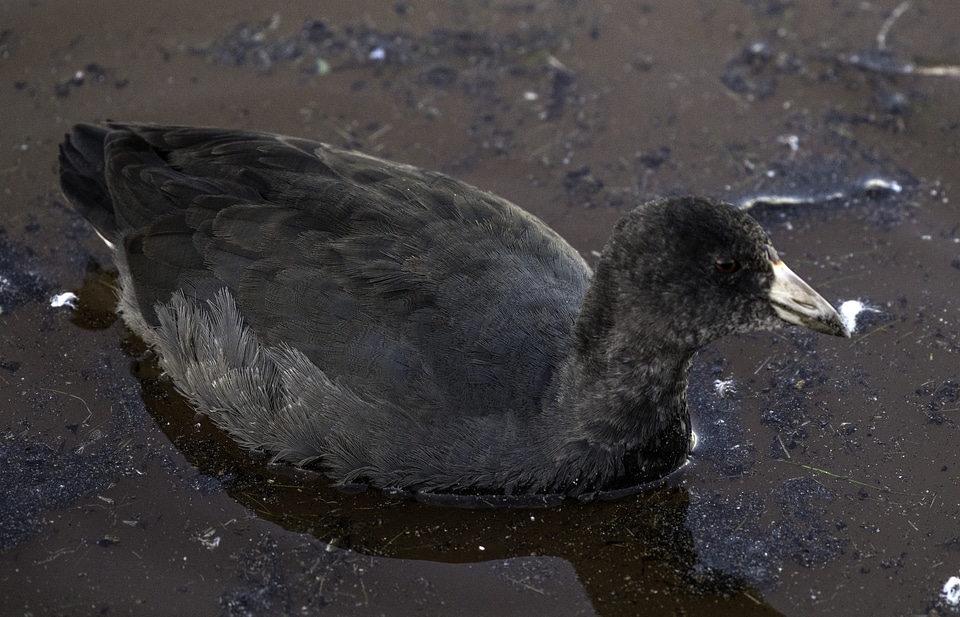 American Coot with fish in mouth at Crex Meadows