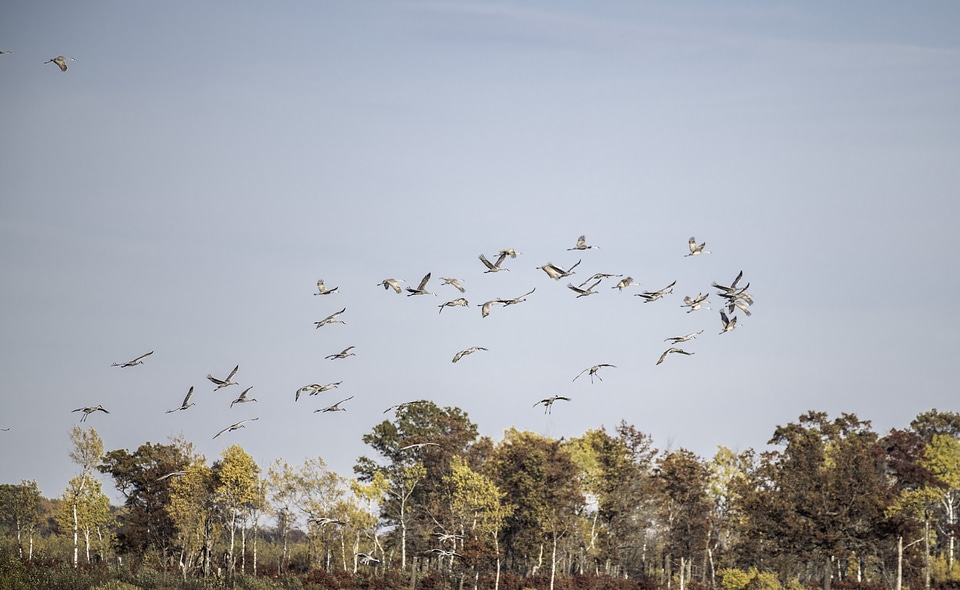 Flock of Cranes flying over the trees