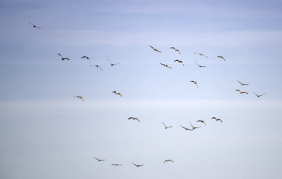 Group of Cranes flying in the sky