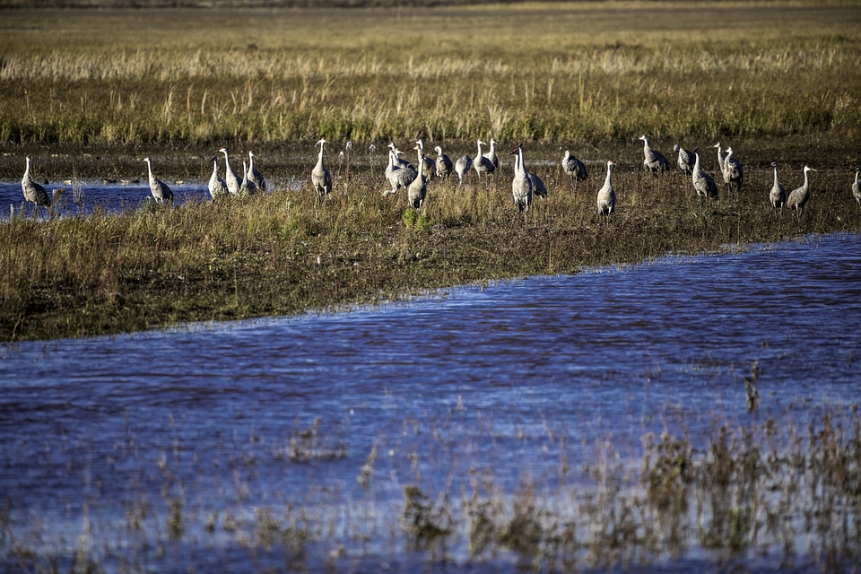 Cranes standing in the tall grass across the water at Crex Meadows