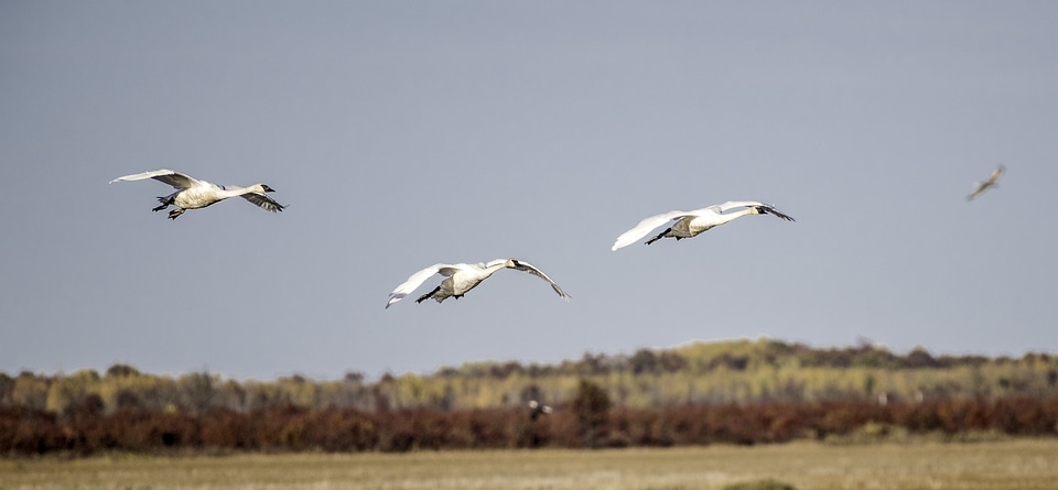 Three Trumpeter Swans flying across the landscape