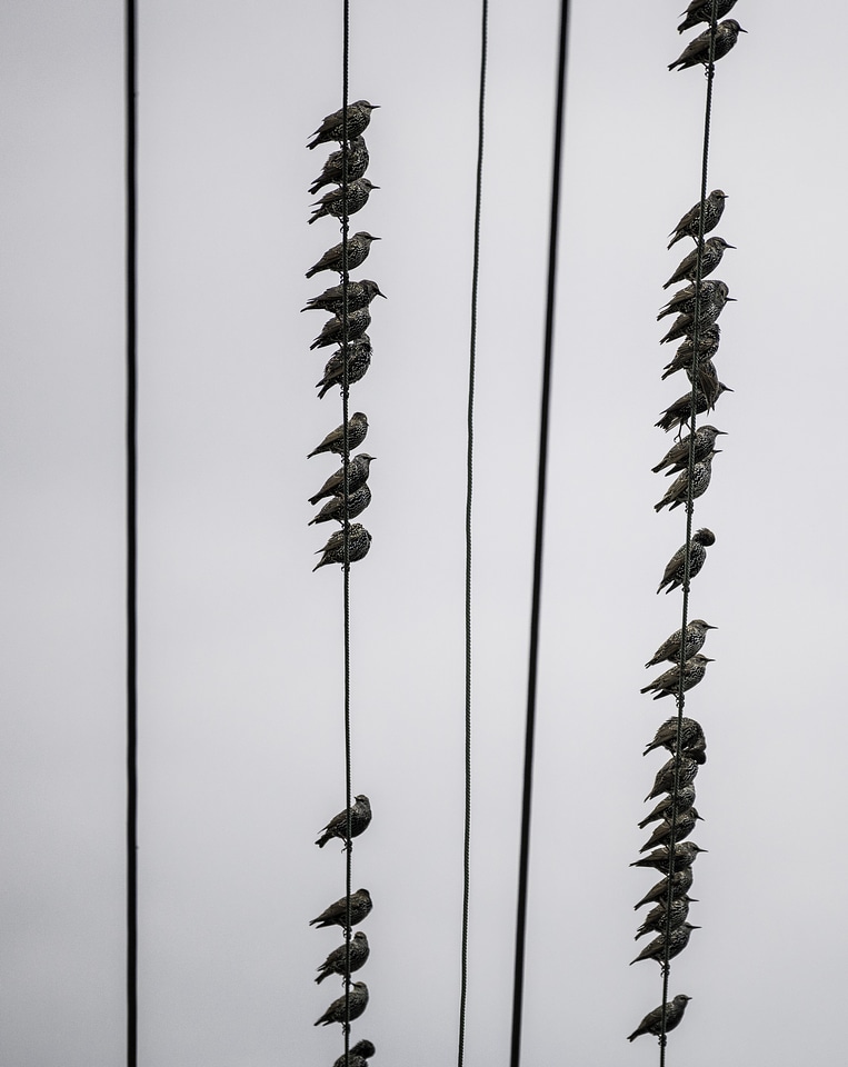 Rows of small birds sitting on telephone wires