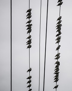 Rows of small birds sitting on telephone wires photo