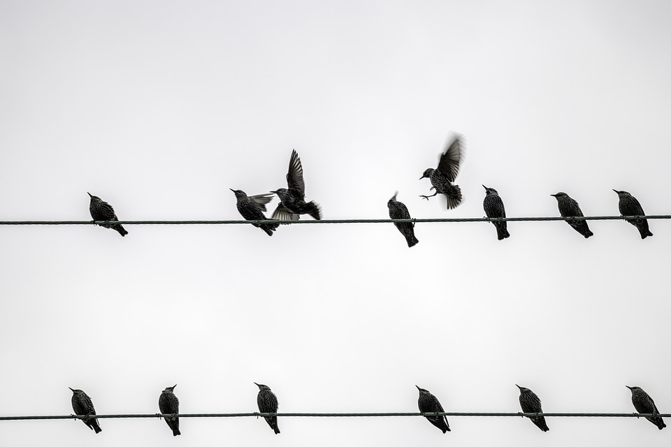 Birds Flying and Perched on the wires photo