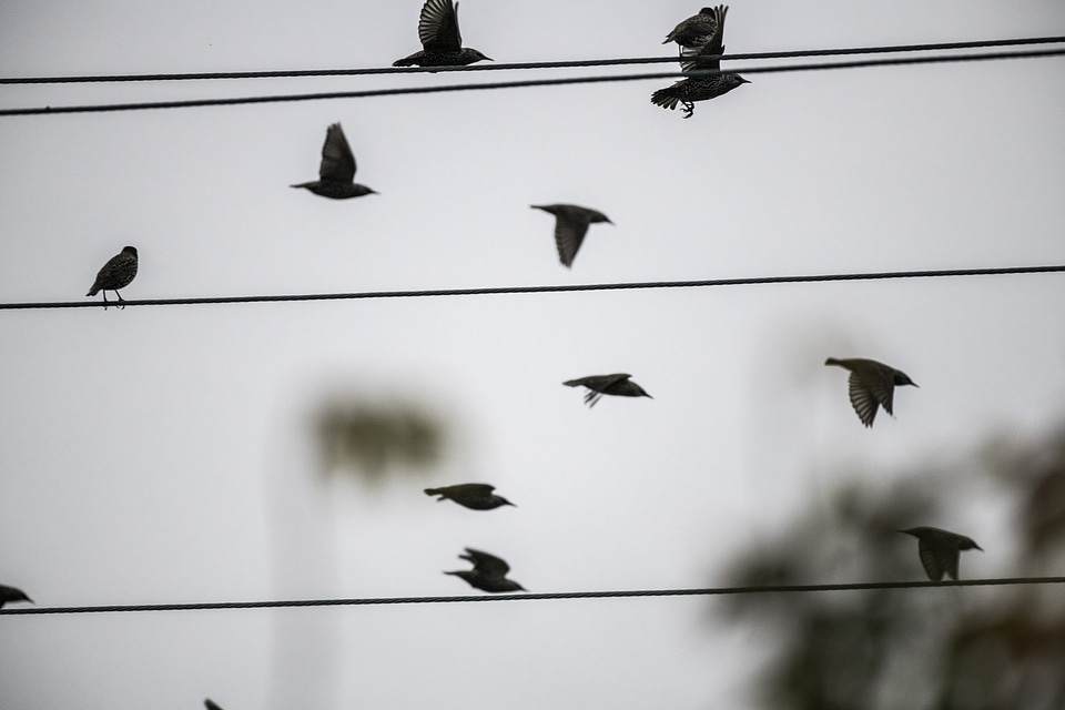 Birds flying off the wire