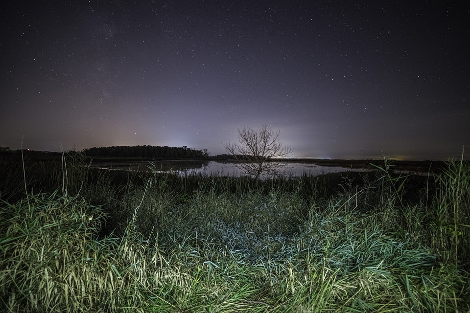 Stars over the tree and pond at night in Horicon Marsh