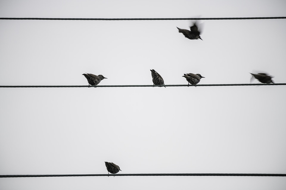 Some birds taking off from a wire