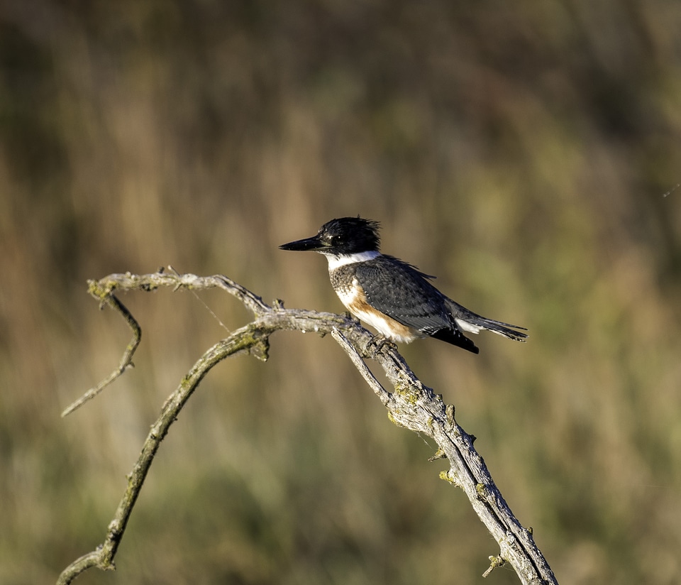 Colorful Kingfisher standing on branch