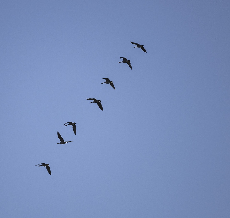 Geese flying in a row