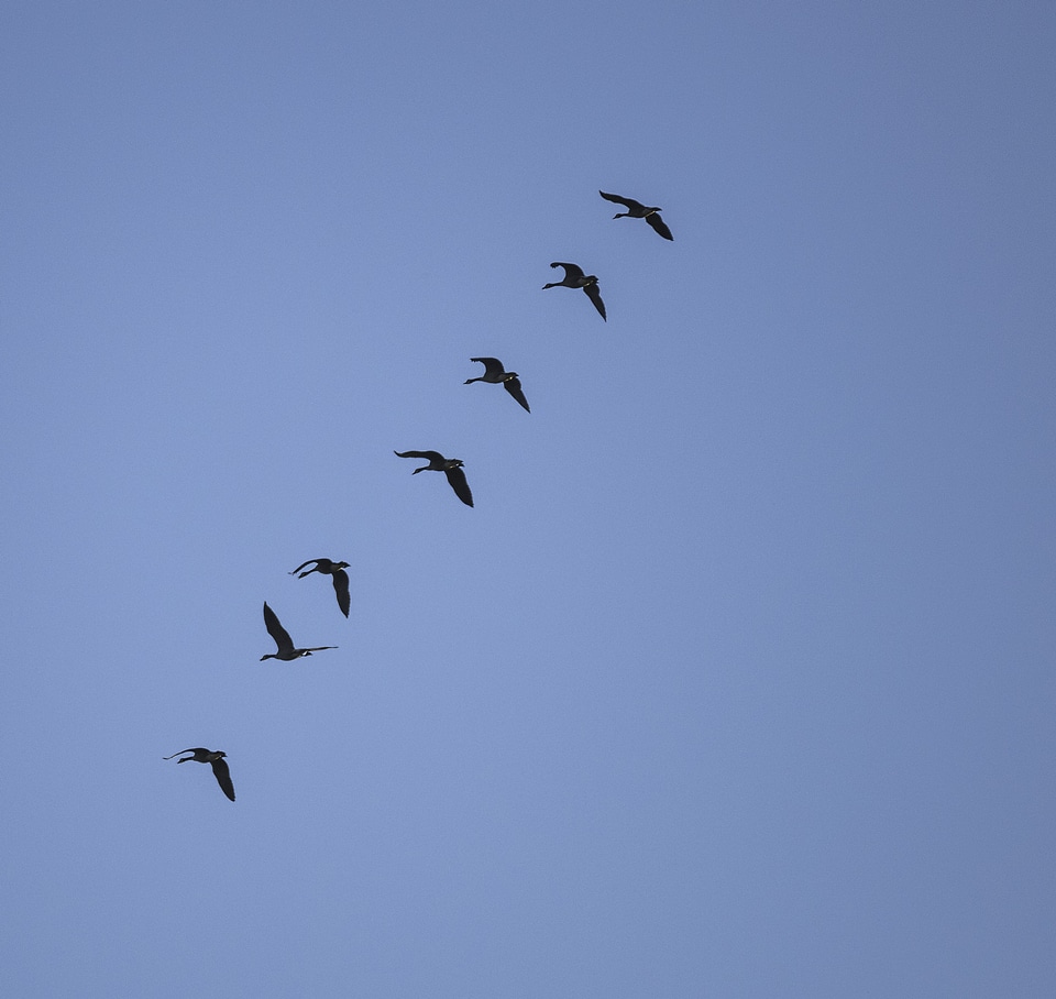 Geese flying in a row photo