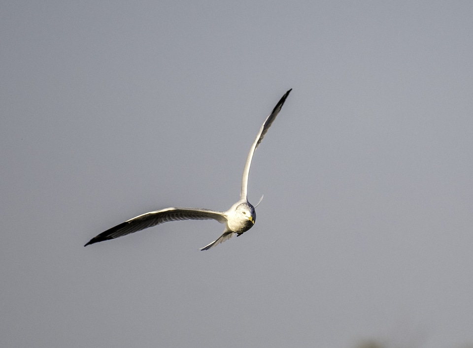 Gull making a turn in the air