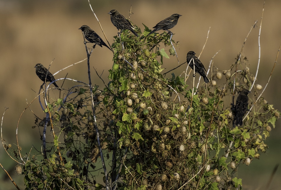 Small Blackbirds sitting on a bush