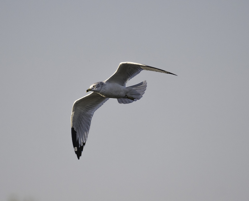 Flying Gull in the Air