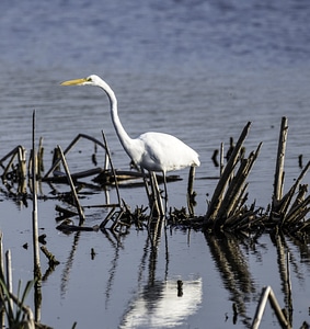 Egret in the Pond looking for fish
