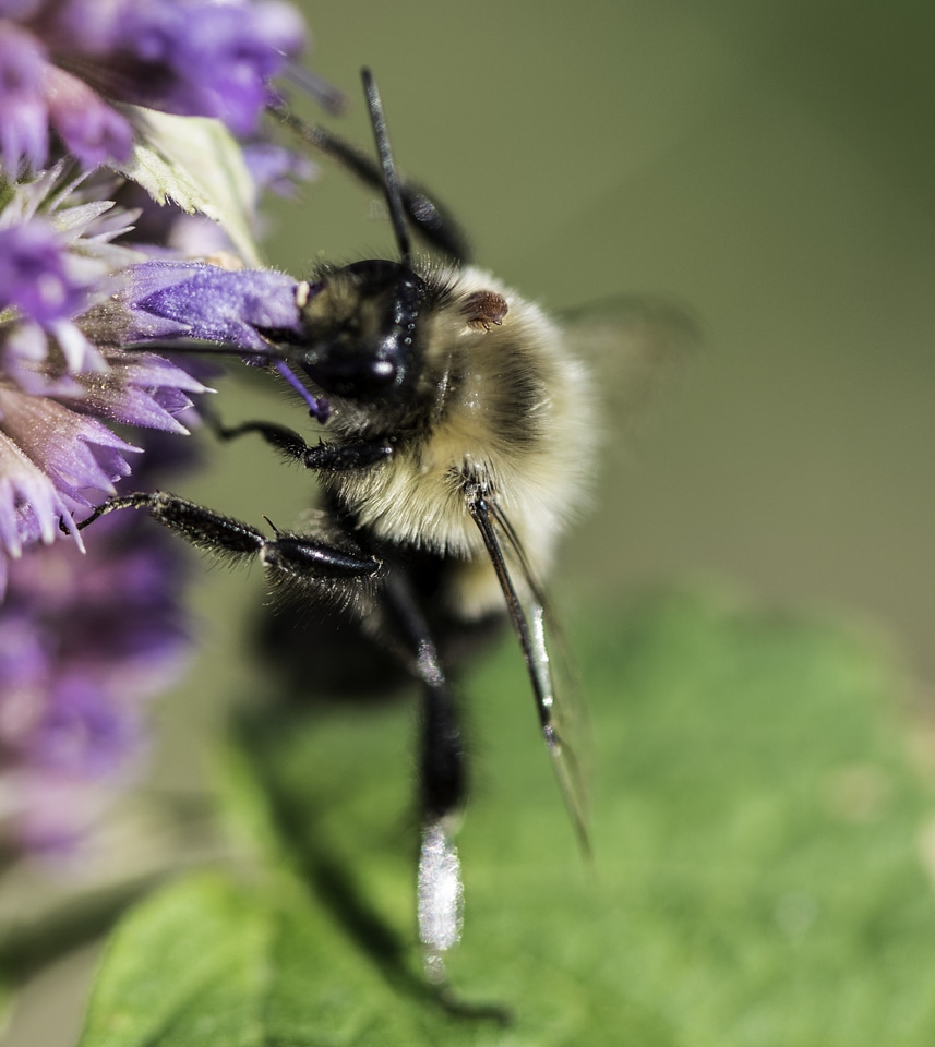 Bumble Bee on purple flower at Horicon
