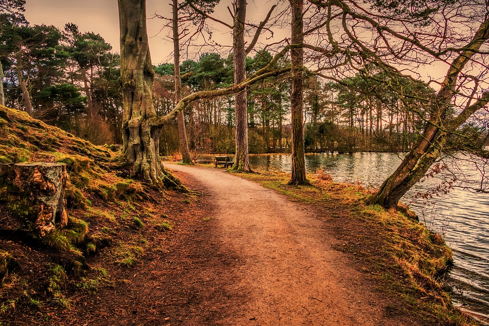 Trail through the woods and lake