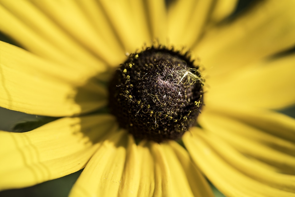 Macro of yellow flower with detailed core