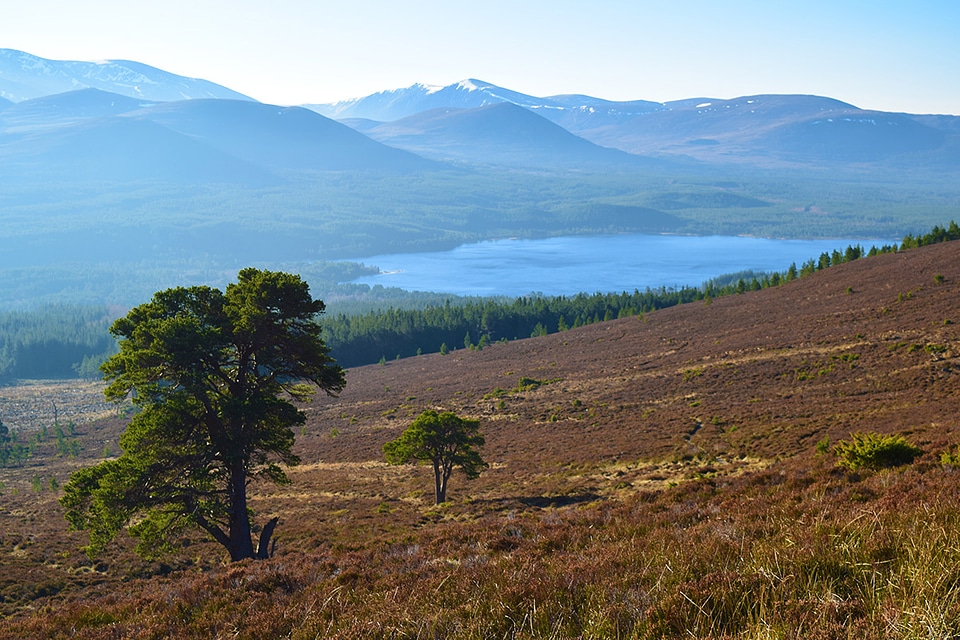 Scottish Highlands Landscape