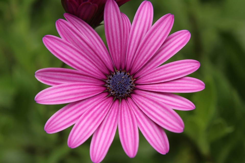 Blooming Violet Flower