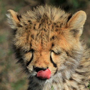 Young Cheetah licking his face photo