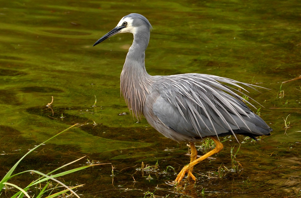 The white-faced heron - Egretta novaehollandiae photo