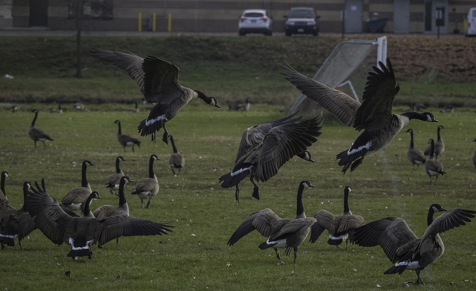 Group of Geese landing