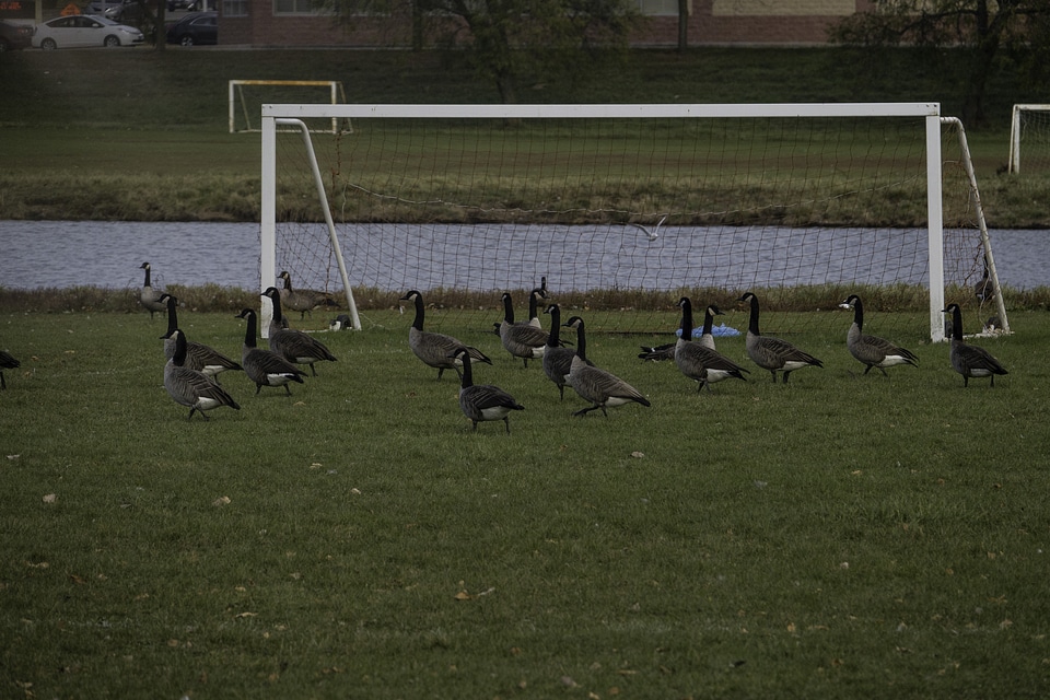 Canadian Geese by a Goalpost
