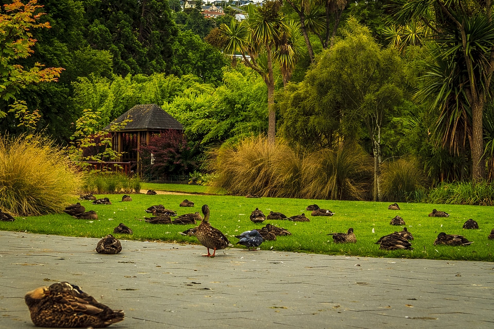Ducks and other birds at the park