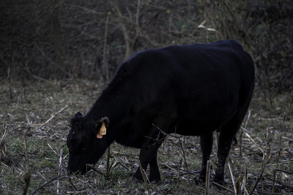 Cow feeding near the Park