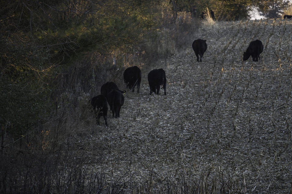 Cow Livestock on the Farm