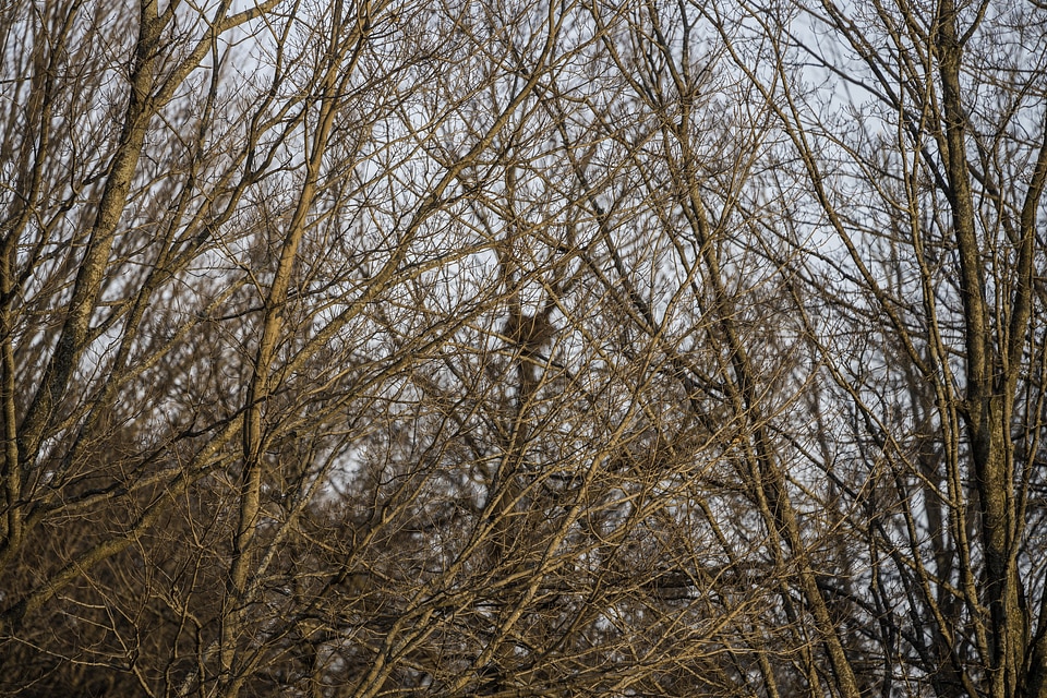Tree Branches jumbled together