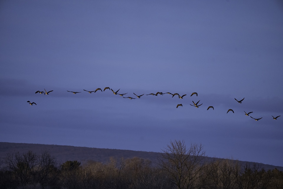 School of geese flying in the air
