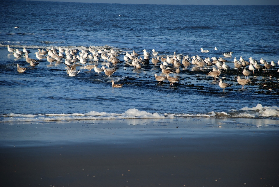 Seagulls standing in the water
