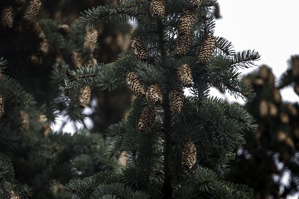 Pine Cones on the Tree