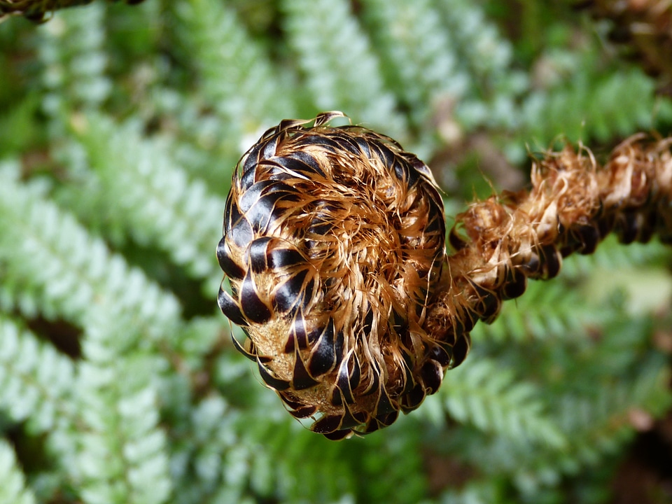 Forest leaf nature