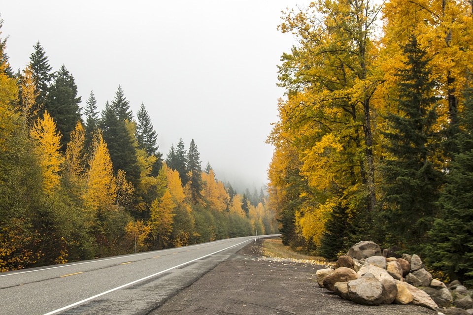 Roadway between the autumn trees