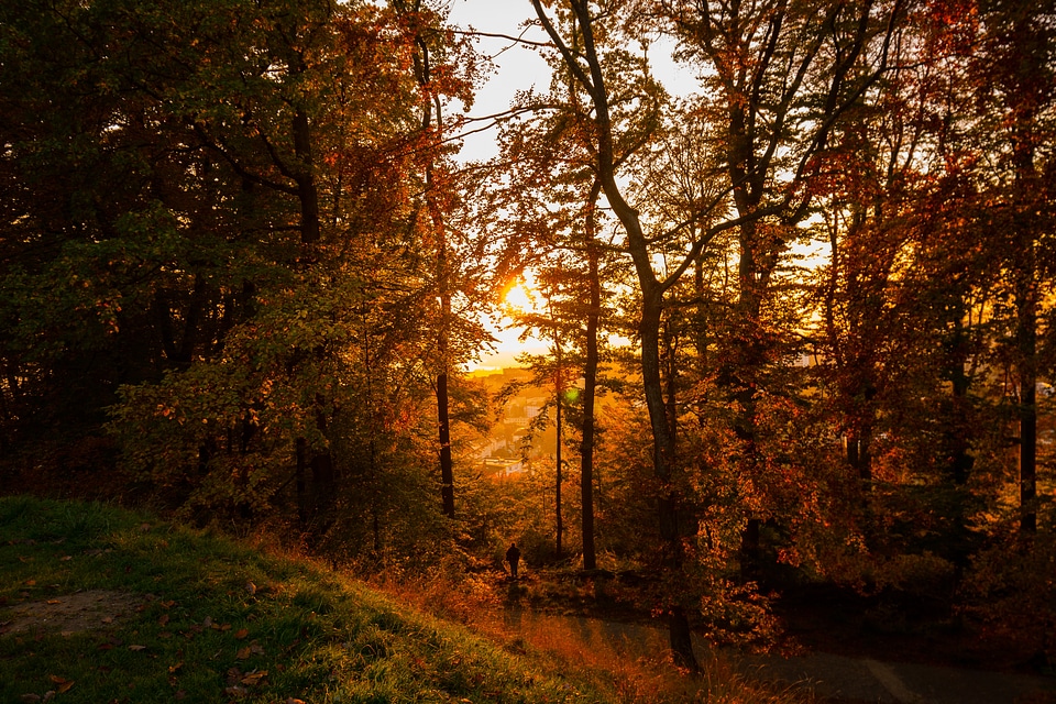 Golden Sunset in the forest among the trees