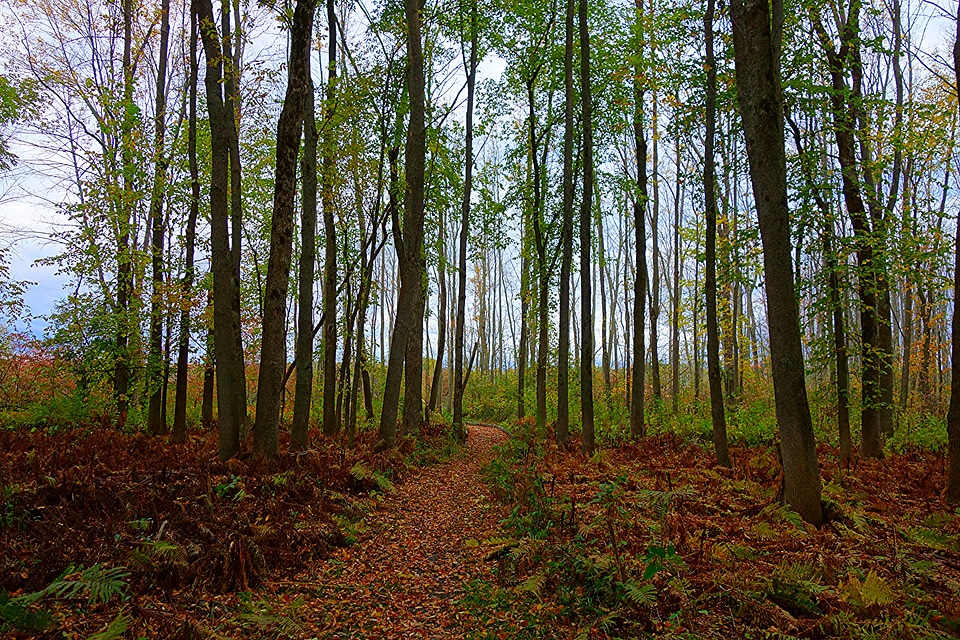 Woods landscape in Wye Marsh in Ontario