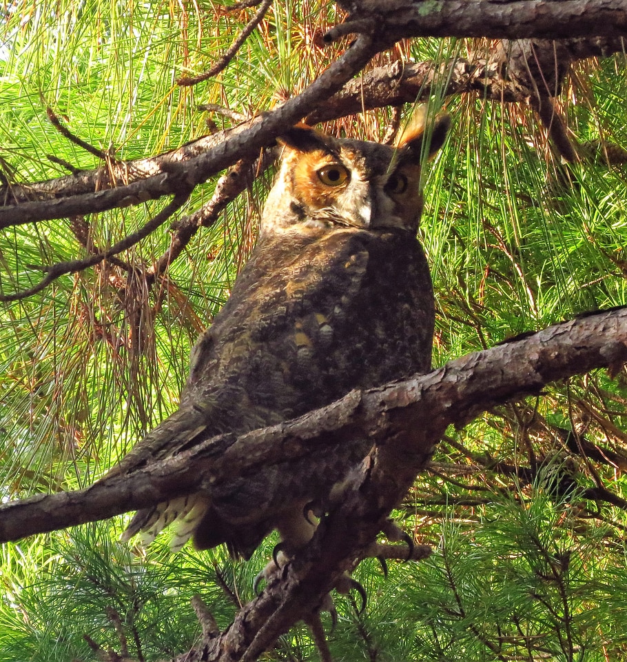 Great horned owl in the branches