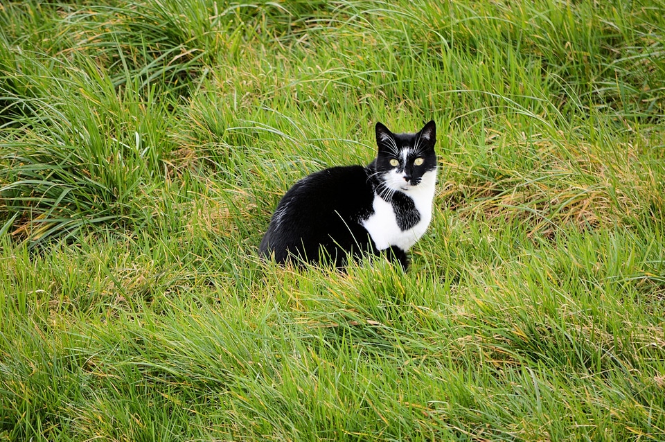 Cute kitten feline