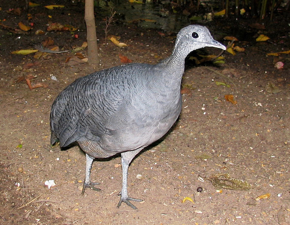 Grey Tinamou - Tinamus tao