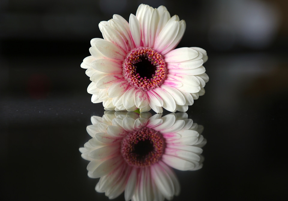 White Flower with Purple Core and reflection