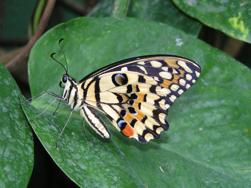 Butterfly colorful Free photos