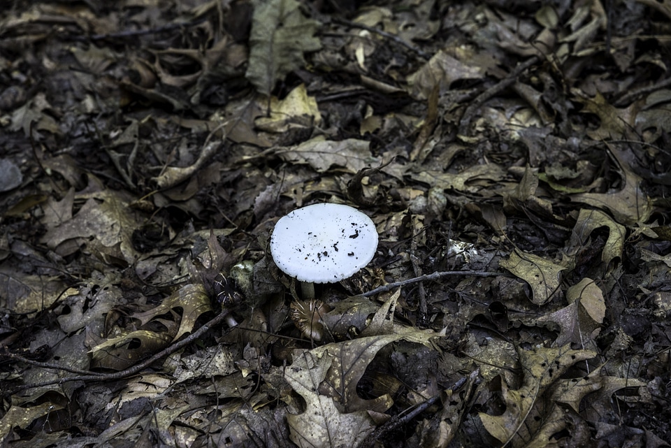 Mushroom in the Debris at Cayuhoga Valley National Park, Ohio