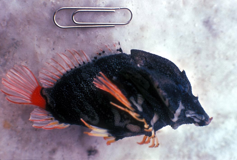 Grunt Sculpin - Rhamphocottus richardsoni